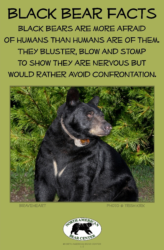 Bear_Box_poster