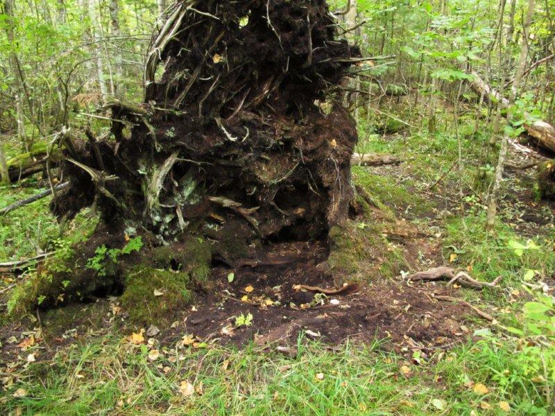 Bear_bed_by_roots_9-18-11