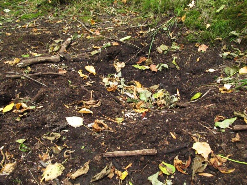 Bear_bed_in_mud_9-18-11