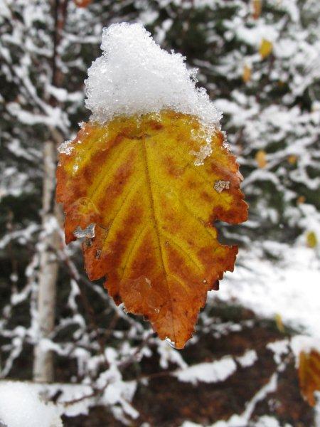 Birch leaf_with_snow_10-27-11