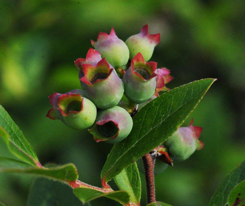 low sweet blueberries (Vaccinium angustifolium) - June 5, 2012