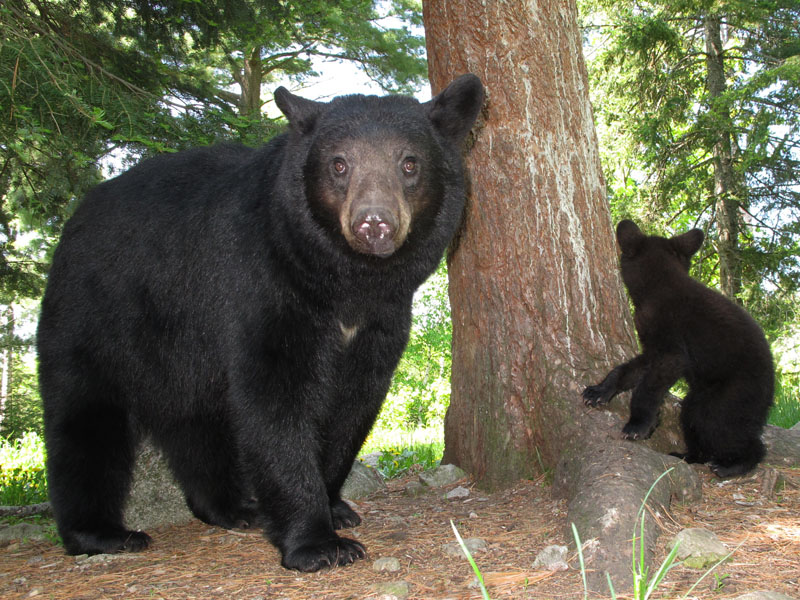 Bow_and_cub_-_20110605