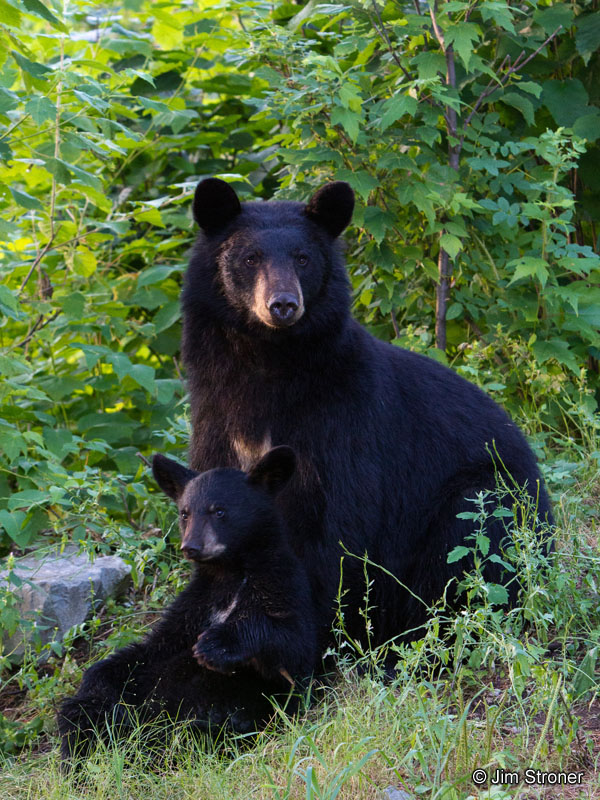 Bow_and_female_cub_-_20110731