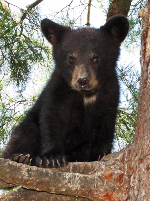 Bows_female_cub_-_20110605