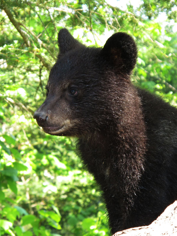 Bows_female_cub_-_20110606