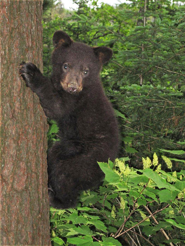 Bows_male_cub_-_20110613