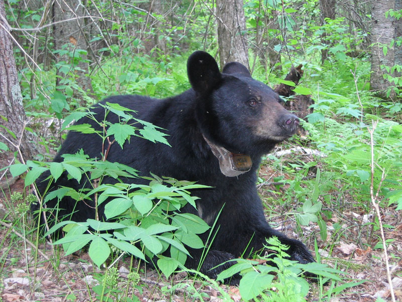 Braveheart - June 5, 2003