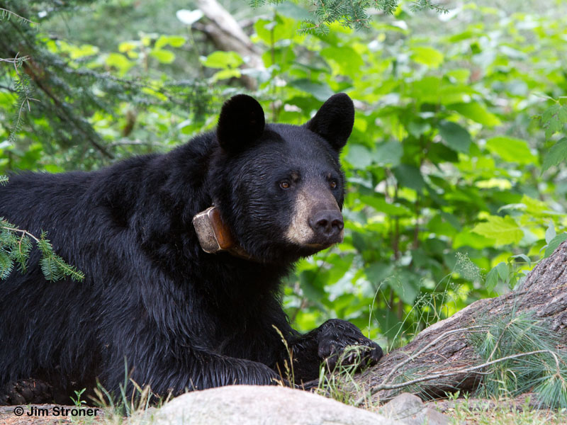 Braveheart_-_20110715