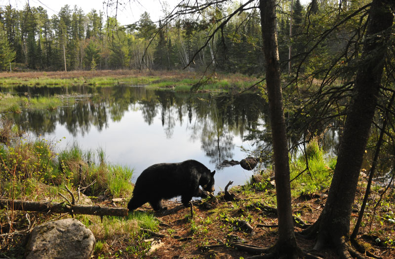 Braveheart on her own following scents - May 11, 2012