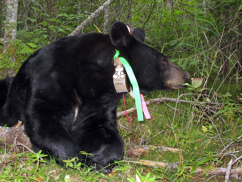 Braveheart - Aug 20, 2012