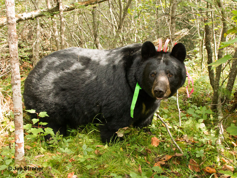 Braveheart - Sept 6, 2012