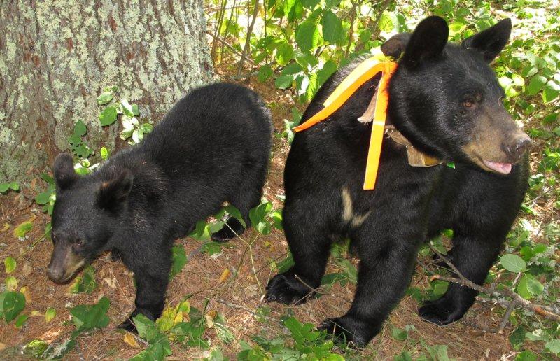 Braveheart__cub__ribbons_8-22-11_cr