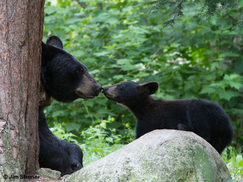 Braveheart_and_cub_-_20110715