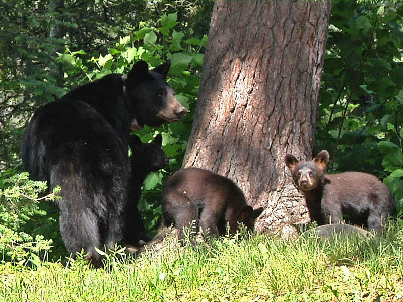 Braveheart_and_cubs_-_20110628