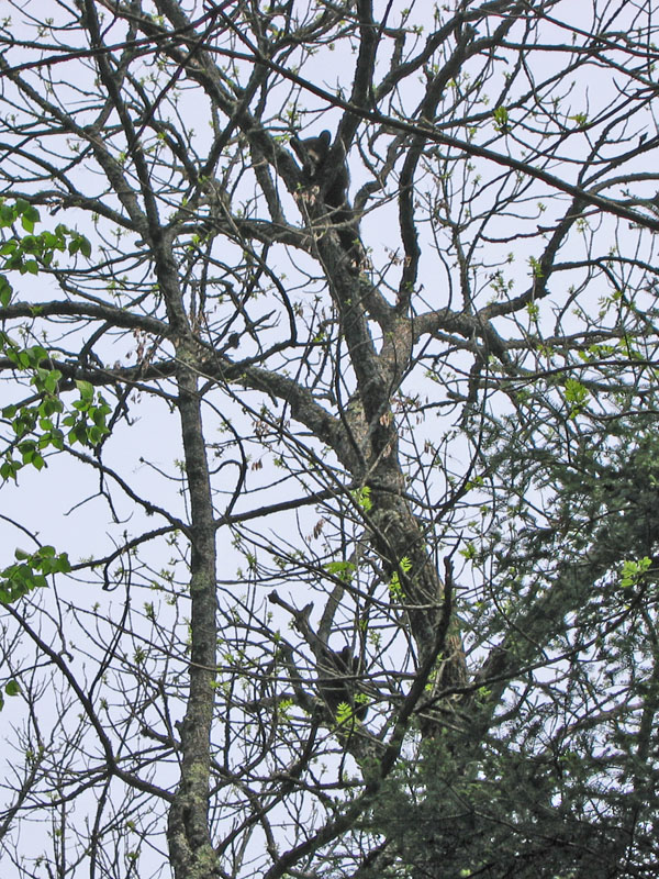 Braveheart's cubs high in black ash tree - June 3, 2005