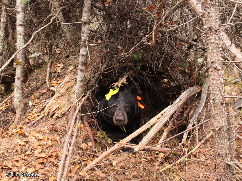 Braveheart in_den_-_20101023