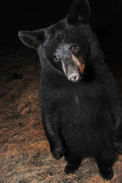 Bravehearts cub_9-25-11