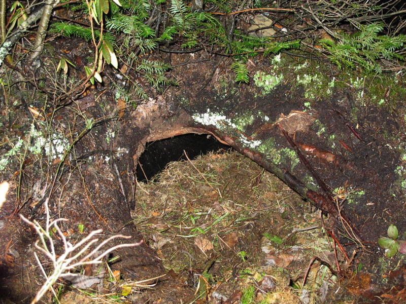 Braveheart's den - Oct 29, 2011