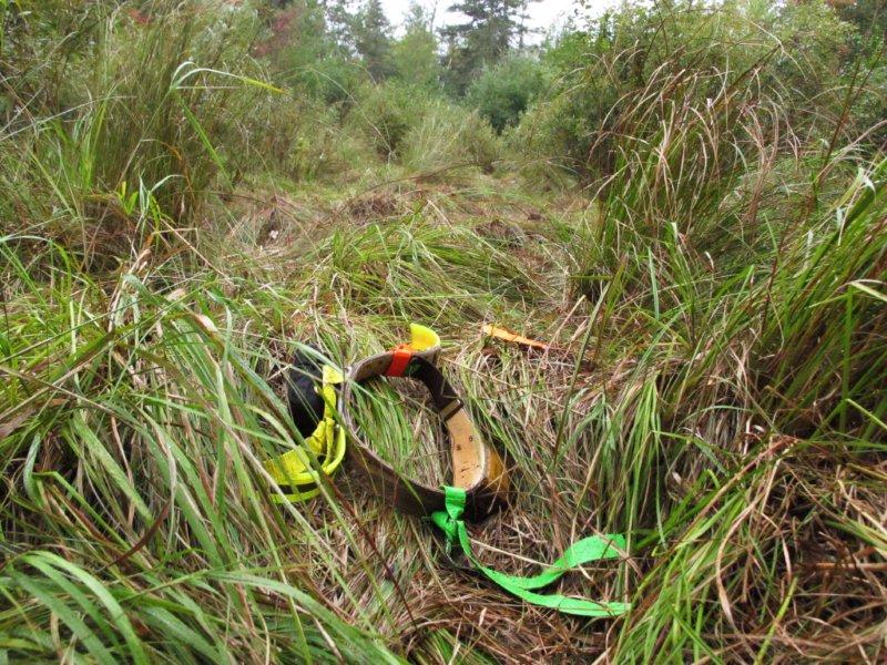 Bravehearts_radio-collar_in_marsh_9-18-11