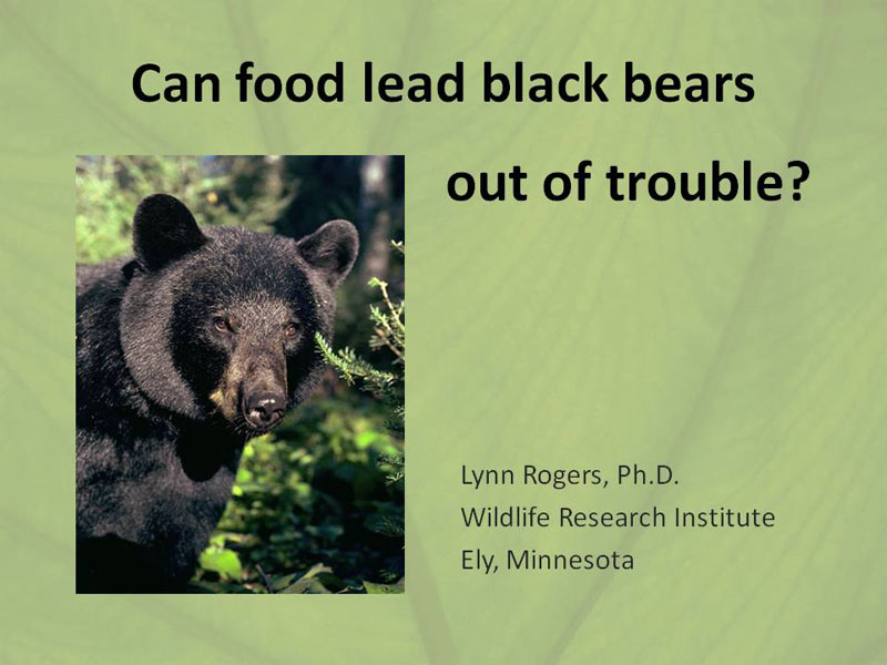 Can_food_lead_black_bears_out_of_trouble