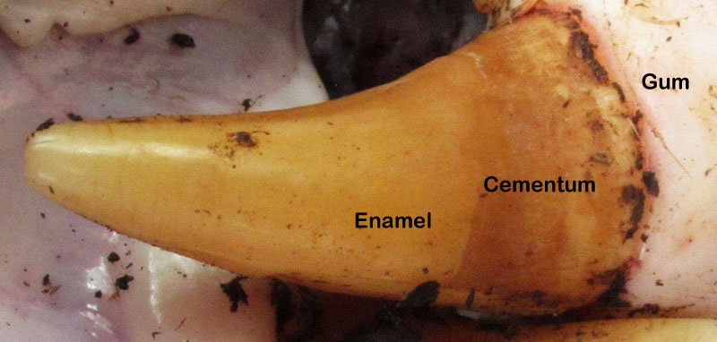 Canine tooth - Sept 2, 2012