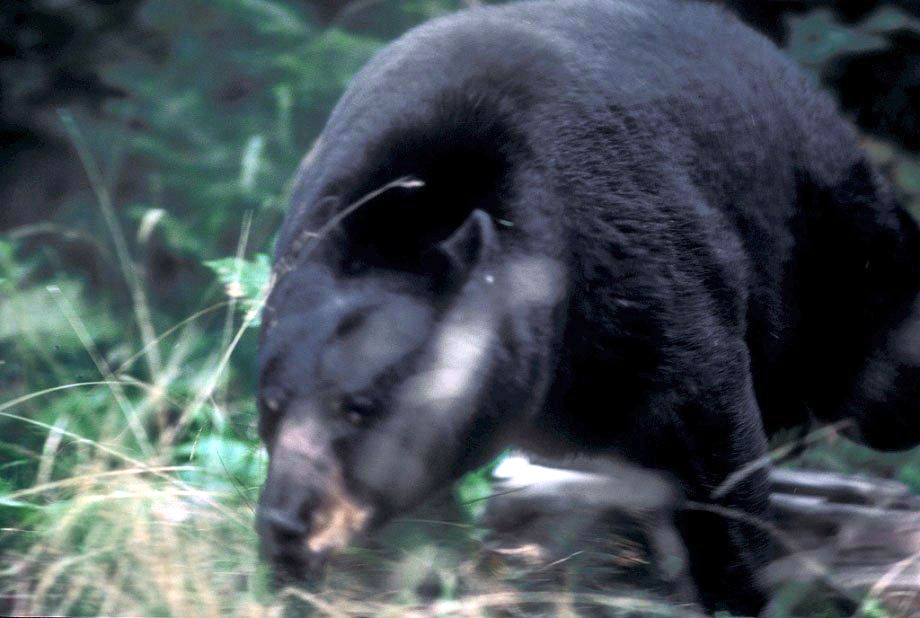 Charging bear