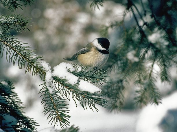 Chickadee_on_snowy_branch