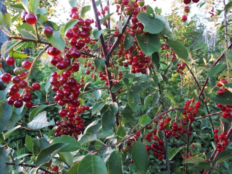 Chokecherries_8-10-11a