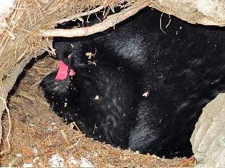 Cookie in den - Jan 31, 2012