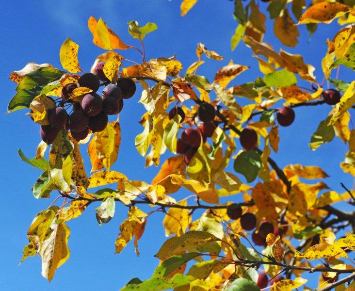 Crabapples 9-30-11