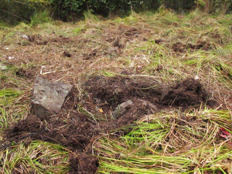 Digging_in_dry_marsh_9-18-11