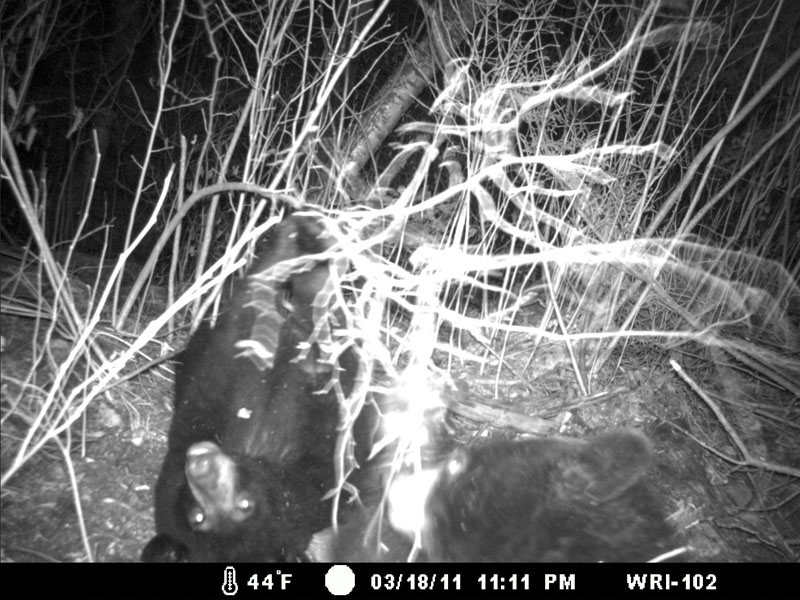 Donna's yearling plays with branch - March 21, 2012