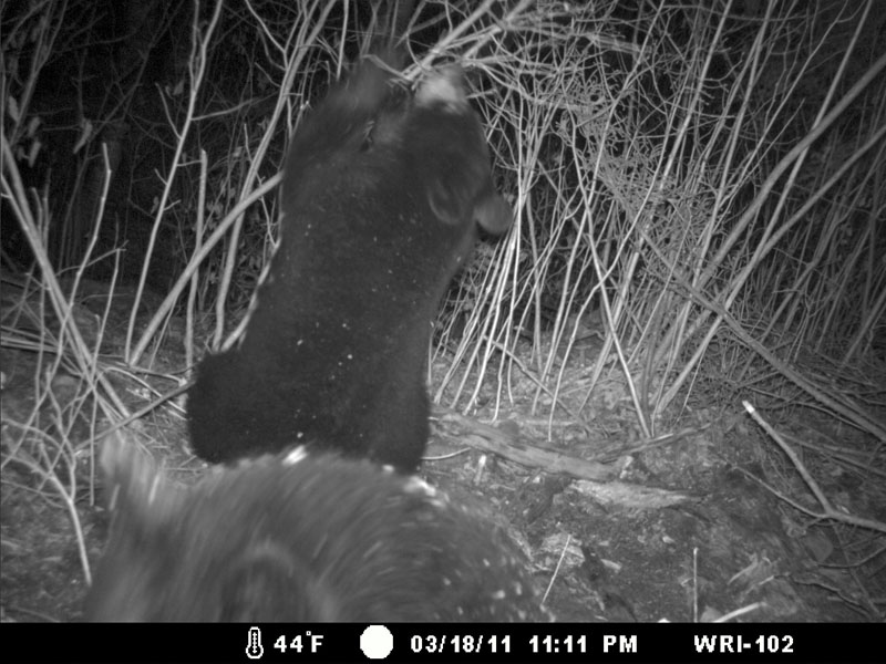 Donna's yearling pulls down a branch - March 21, 2012