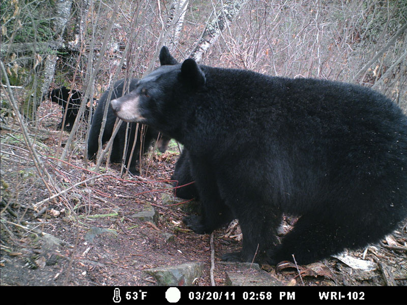 Donna and yearlings leave the den - March 23, 2012