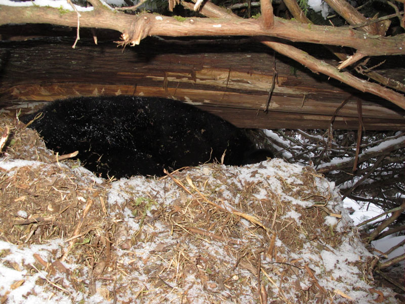 Dot hovers over cubs in her den - Jan 22, 2012
