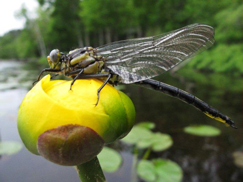 Dragonfly_Horned_clubtail_6-20-11