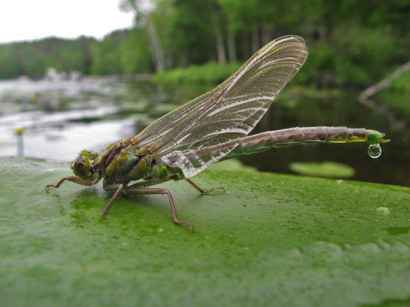 Dragonfly_on_lilypad_20110619