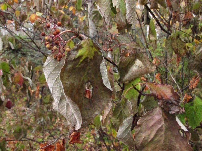 Dried_dogwood_leaves_and_berries_9-18-11