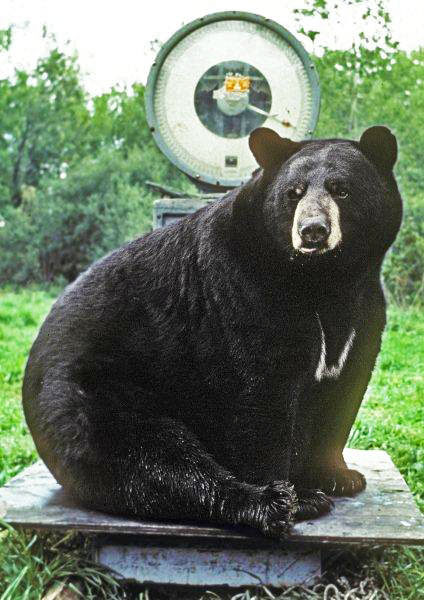 Duffy - Gentle Giant