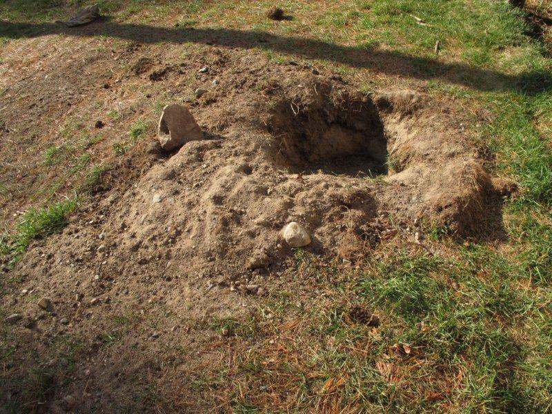 eastern chipmunk larder dug up by bear