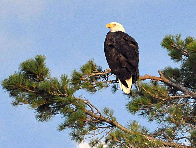 Bald Eagle - Aug 7, 2012
