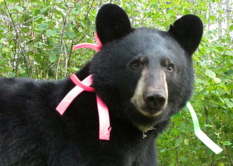 Faith re-collared! - Aug 21, 2012