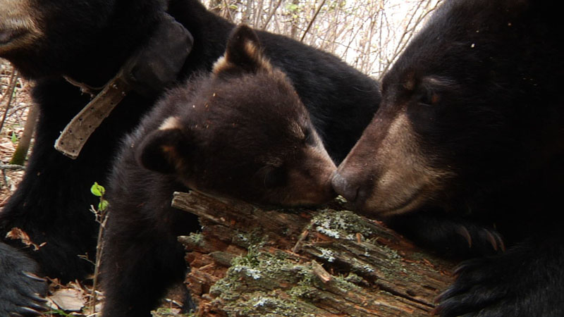 Faith_and_Hope_nose_to_nose_-_20110514