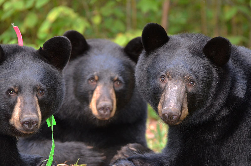 Faith and her pals - Aug 23, 2012