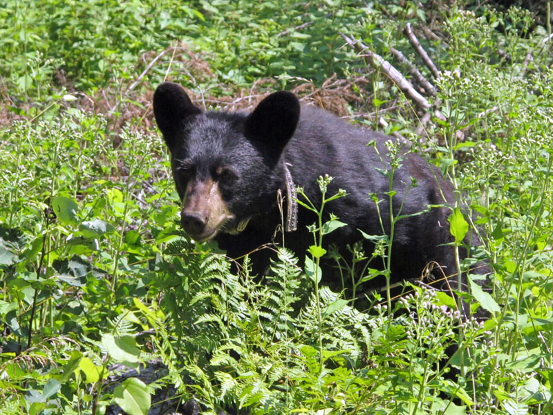 Faith approaching - July 17, 2012