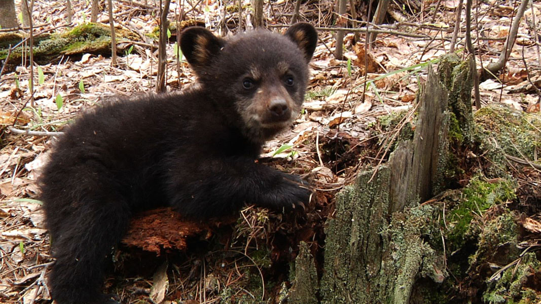 Faith_at_stump_-_20110514