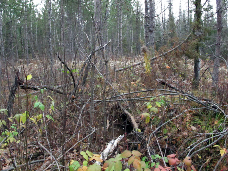 Faith's den - Oct 10, 2012