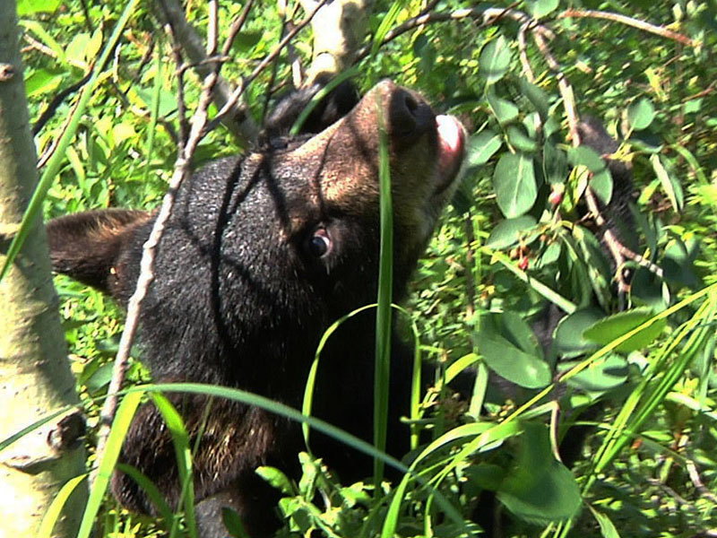 Faith_eating_berries_-_20110704