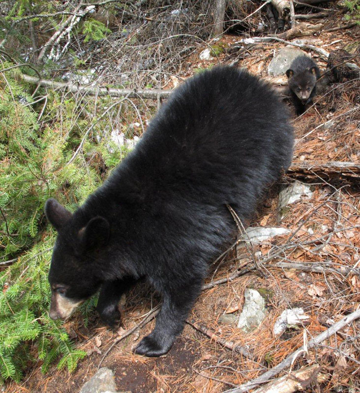 Faith_following_Hope_-_20110420