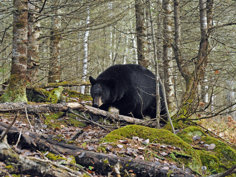 Faith - Oct 21, 2012